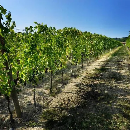 Cascina Olivetta -sleep In Winery *