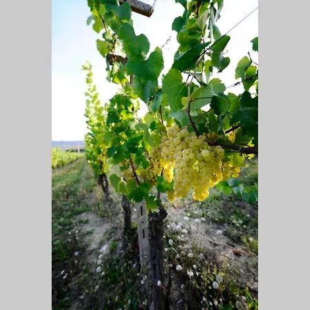 Cascina Olivetta -sleep In Winery Holiday home *