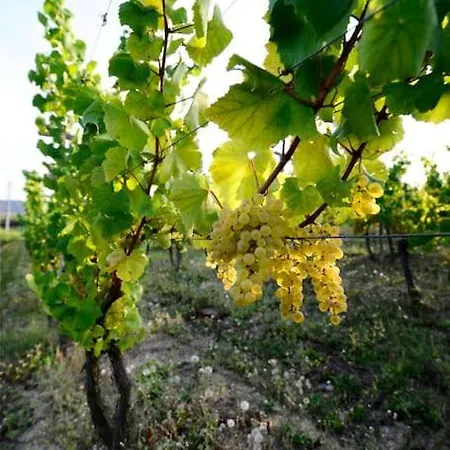 Cascina Olivetta -sleep In Winery *