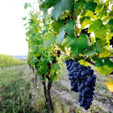 Cascina Olivetta -sleep In Winery * Moncalvo
