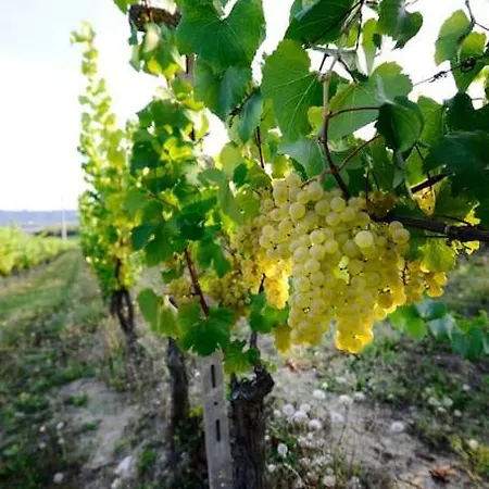 Cascina Olivetta -sleep In Winery Holiday home Moncalvo